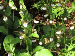 4 orchids (Another Trip down the Bella Coola Hill)