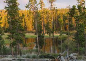 5 smoke light (Spring At Last.)