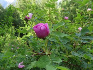 5 wild rose (Another Trip down the Bella Coola Hill)