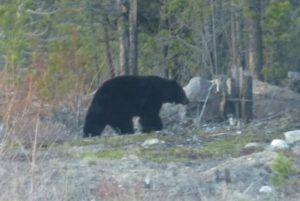 6 black bear (Spring Moon)