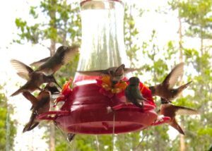6 hummer 1 (Spring At Last.)