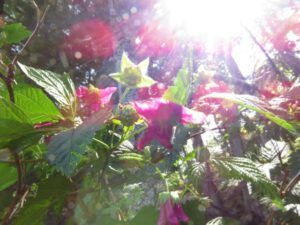 6 salmonberry (Another Trip down the Bella Coola Hill)