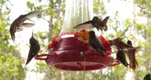 7 hummer 2 (Spring At Last.)