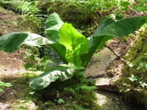 8 skunk cabbage (Another Trip down the Bella Coola Hill)