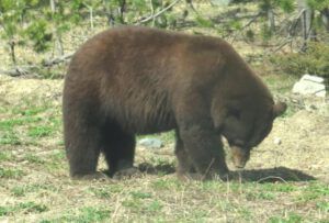 bear 2 (The New Batch of Volunteers.)