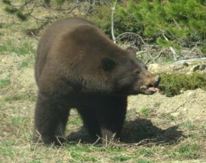 bear 3 (The New Batch of Volunteers.)