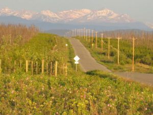 1 hot summer mo rning (Solstice at Ginty Creek)