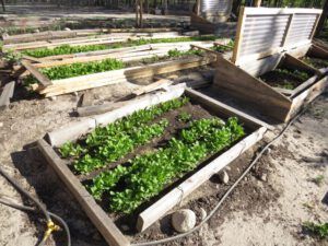 2 gardengarden (Summer!)