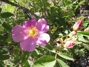 2 rose (Solstice at Ginty Creek)