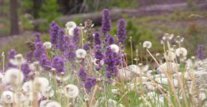 4 silky phacelia (Summer!)