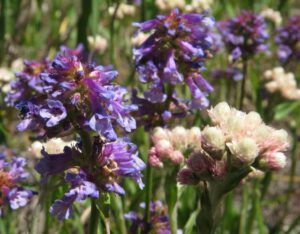 5 penstemon and pussytoes (Summer!)