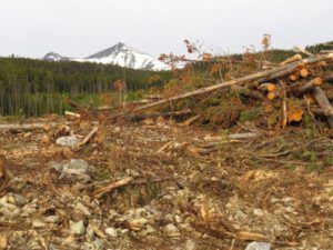 5b clearcut (June Volunteers)