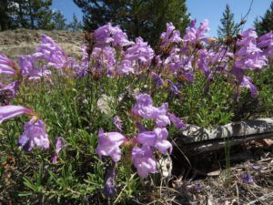 6 pink penstemon (Summer!)