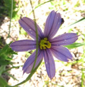 7 blueyed grass (Summer!)