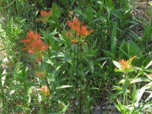8 scrappy paintbrush (Summer!)