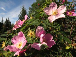 9 wild rose 1 (Summer!)