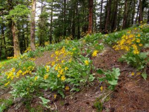 balsam root daisies (Tatlayoko.)