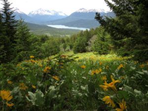 daisies (Tatlayoko.)