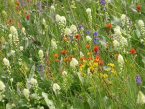 death cammas (Tatlayoko.)