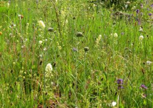 lower meadows (Tatlayoko.)