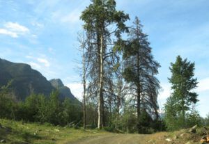 potato range (Tatlayoko.)