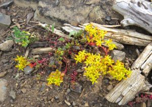 stone crop (Tatlayoko.)