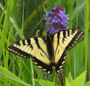 swallowtail (Tatlayoko.)