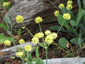 umbellifor (Tatlayoko.)