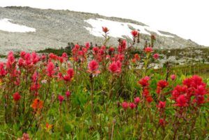 1 2 paintbrush and snowshoe mt (Nuk Tessli – The North Ridge Meadows)