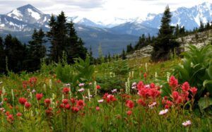 1 paintbrush and glacier (Nuk Tessli July 2015)