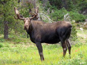 10 moose 2 (Nuk Tessli – North Pass Lake)