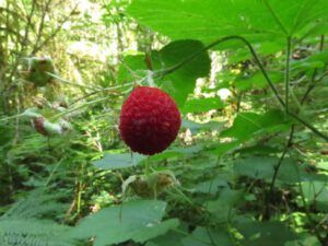 10 thimbleberry (Heatwave Continues)