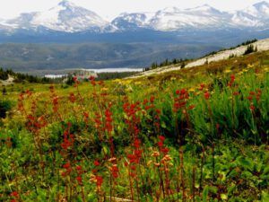 11 2 ll sax seeds (Nuk Tessli – The North Ridge Meadows)