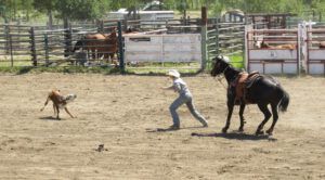 11 calf roping 2 (Anahim Lake Stampede 2015)