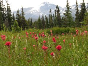 11 panorama meadow (Nuk Tessli – North Pass Lake)