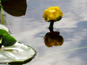 11 pond lily (Nuk Tessli July 2015)