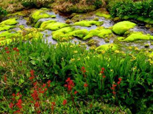 12 2 mosy seep (Nuk Tessli – The North Ridge Meadows)