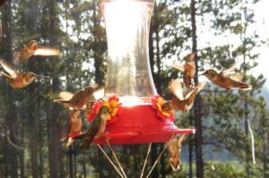 12 g1 hummers crazy (Heatwave Continues)