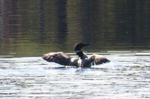 12 loon (Nuk Tessli July 2015)