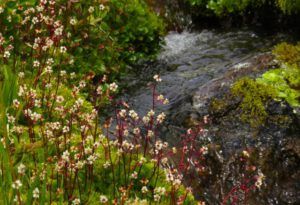 13 2 redstemmed sax (Nuk Tessli – The North Ridge Meadows)