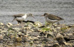 13 spotted sandpipers (Nuk Tessli July 2015)