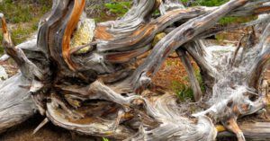 14 root (Nuk Tessli – North Pass Lake)