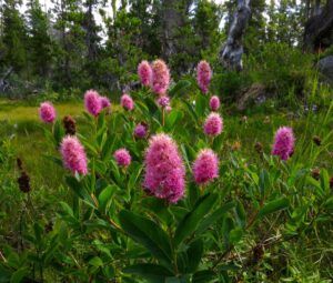 14 spiariea 2 (Nuk Tessli July 2015)