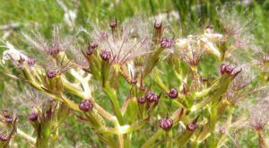 16 valerian seeds (Nuk Tessli July 2015)