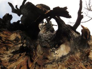 17 mons tree inside (Nuk Tessli – North Pass Lake)