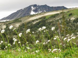 2 valerian and meadows (Nuk Tessli – North Pass Lake)