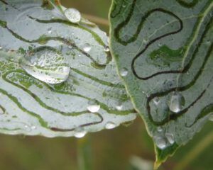 21 raindrops (Heatwave Continues)