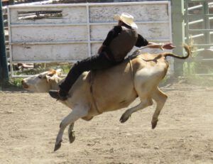 23 white cow 2 (Anahim Lake Stampede 2015)