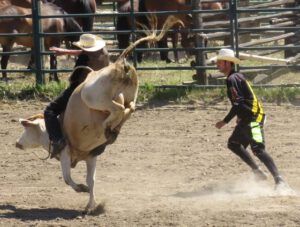 24 white cow 3 (Anahim Lake Stampede 2015)