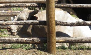 27 resting bull (Anahim Lake Stampede 2015)